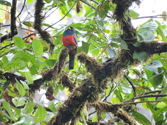 Trogon comptus