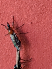 Dilophus strigilatus