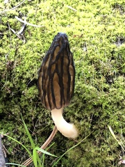 Morchella brunnea
