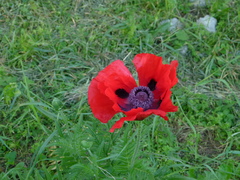 Papaver bracteatum