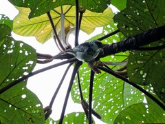 Poecilostreptus palmeri