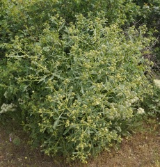 Crambe aspera