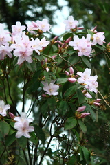 Rhododendron latoucheae