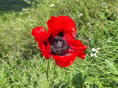 Papaver bracteatum