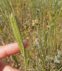 Agropyron cimmericum