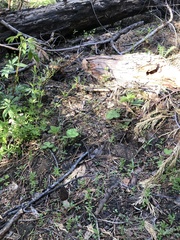 Morchella brunnea