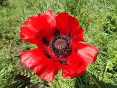 Papaver bracteatum