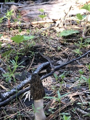 Morchella brunnea