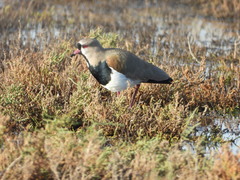 Vanellus chilensis