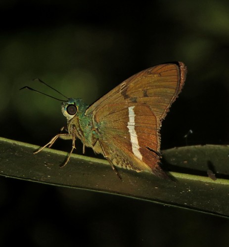 Stoll's Aguna