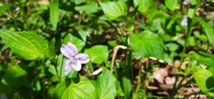 Viola × brauniae