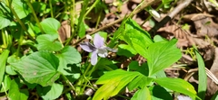Viola × brauniae