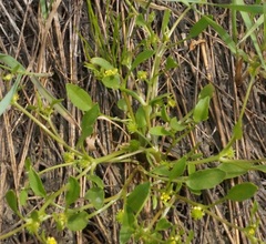 Ranunculus lateriflorus
