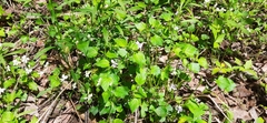 Viola × brauniae