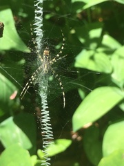 Argiope aurantia image