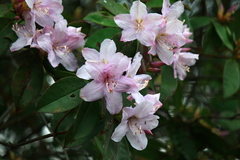 Rhododendron latoucheae