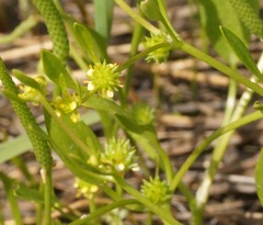 Ranunculus lateriflorus