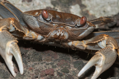 Geograpsus crinipes