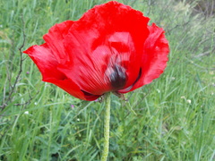 Papaver bracteatum