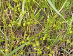 Ranunculus lateriflorus