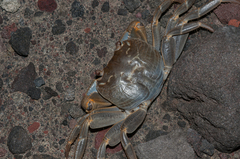 Geograpsus crinipes