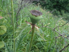 Papaver bracteatum