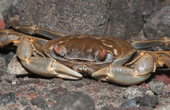 Geograpsus crinipes
