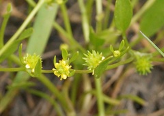 Ranunculus lateriflorus
