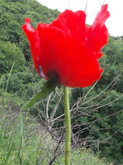 Papaver bracteatum