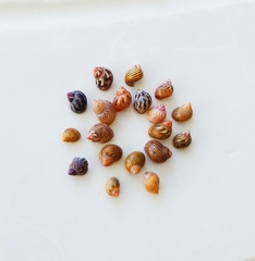 Tricolia pullus
