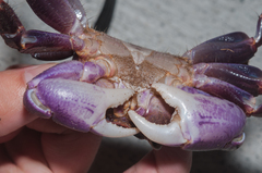 Geograpsus grayi