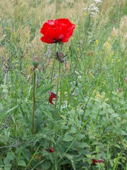 Papaver bracteatum