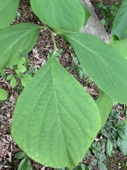 Styrax grandifolius