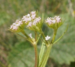 Valerianella dentata