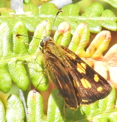Metisella metis paris