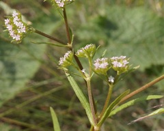 Valerianella dentata