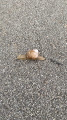 Helix pomatia