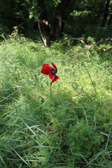Papaver bracteatum