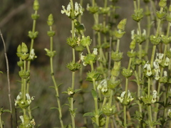 Sideritis pusilla