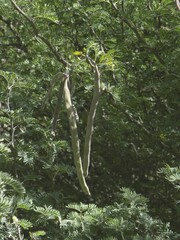 Vachellia gummifera image