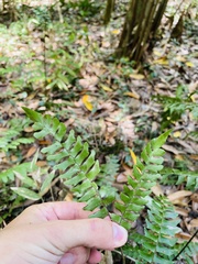 Adiantum villosum