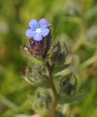 Anchusa arvensis orientalis