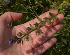 Anchusa arvensis orientalis