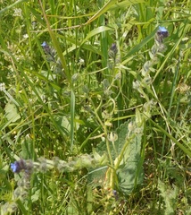 Anchusa arvensis orientalis