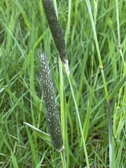 Alopecurus geniculatus