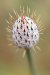 Parapolydora fastigiata