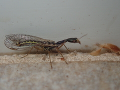 Xanthostigma corsica