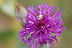 Parapolydora fastigiata