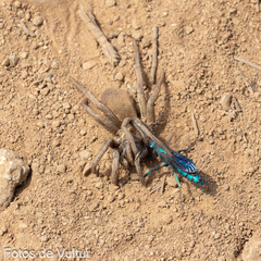 Herbstellus pachylopus