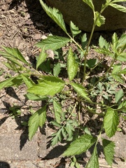 Geum laciniatum